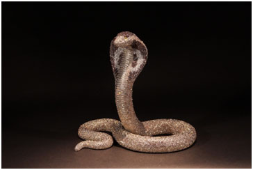 King Cobra by Clarita Brinkerhoff at Ocean Blue Galleries